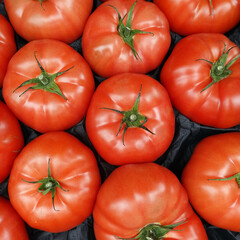 Tomaten (Solanum lycopersicum) im Gemüsegeschäft