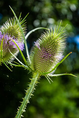 Dipsacus fullonum, wild teasel flowers in garden macro selective focus