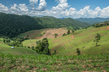 Fototapeta na wymiar Corn fields on the mountains in Thailand