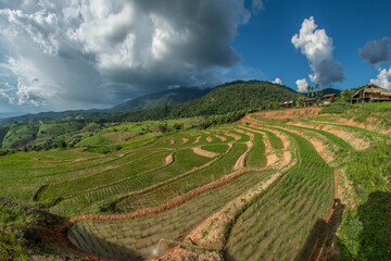 terraced rice fields on the mountain in Thailand