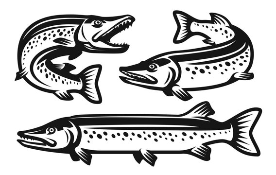 Pike fish set. Fishing, seafood symbol or logo. Vector illustration in monochrome style isolated on white background