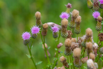 Flowering creeping thistle Cirsium arvense, also Canada thistle or field thistle. The creeping thistle is considered a noxious weed in many countries