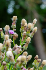 A flowering bush of pink sows Cirsium arvense in a natural environment, among wild flowers. Creeping Thistle Cirsium arvense blooming in summer. Violet flowers on meadow, focus on flower in front