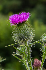 Blessed milk thistle pink flowers, close up. Silybum marianum herbal remedy plant. Saint Mary's Thistle pink blossoms. Marian Scotch thistle pink bloom. Mary Thistle, Cardus marianus flowers