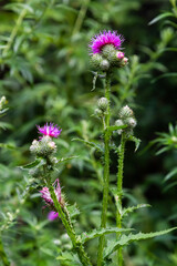 A flowering bush of pink sows Cirsium arvense in a natural environment, among wild flowers. Creeping Thistle Cirsium arvense blooming in summer. Violet flowers on meadow, focus on flower in front