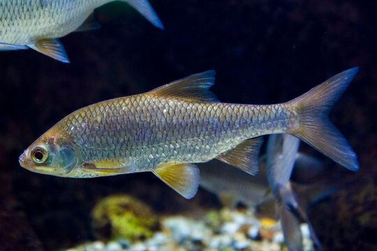 Common roach freshwater fish in dark water