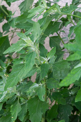 Chenopodium album is also called lamb's quarters, melde, goosefoot or fat-hen