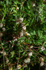 Flora of Gran Canaria - thread-like tangled stems of Cuscuta approximata aka dodder parasitic plant natural macro floral background