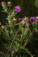 Centaurea scabiosa subsp. apiculata, Centaurea apiculata, Compositae. Wild plant shot in summer
