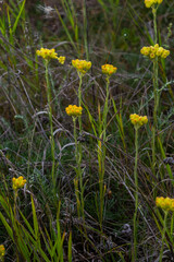 Yellow Mediterranean flowers on the background of the sea with a shallow depth of field. Helichrysum italicum