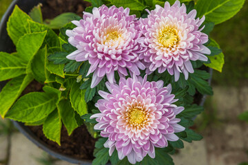 Clouse up macro view of pale pink chrysanthemums flower on green leaves background. 