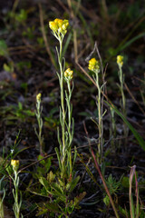 Yellow Mediterranean flowers on the background of the sea with a shallow depth of field. Helichrysum italicum