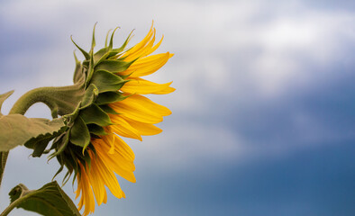 Sunflower against a blue sky with clouds