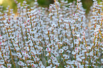 Acantholimon Flowers, Alucra, Turkey.Acantholimon albanicum plant. Plumbaginaceae family.