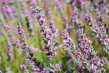Lavender Field, close-up lavender flower in the flower garden. Turkey.