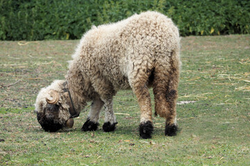 a ram eats grass on a farm nearby . sheep. farm