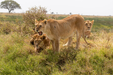 angry lioness showing teeth in savanna. serengeti park, Tanzania