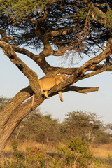 Lioness lying asleep on a tree at sunset. peaceful moment