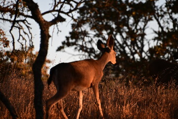 deer in the forest