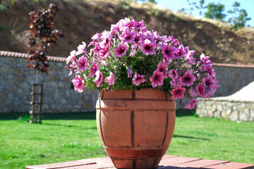 
Pink petunia flower in ceramic pot