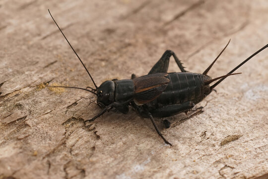 Closeup on the dark black Southern Field cricket, Gryllus bimaculatus sitting on wood in France
