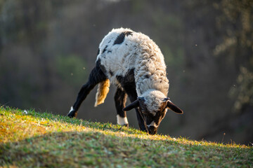 black and white lamb in the grass