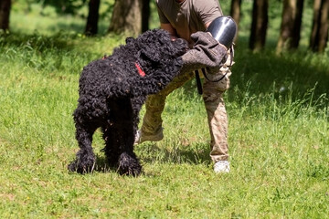 Russian black terrier attacks cynologist, in training of aggression.