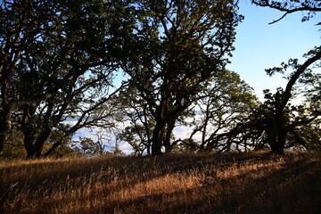 sunset in the forest