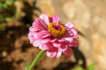 Close up of pink  Zinnia flower. Common Zinnia (Zinnia elegans) in garden.