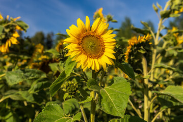 Blooming sunflowers in a field in sunny summer day.
