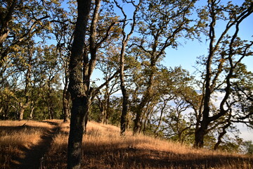 trees in the park