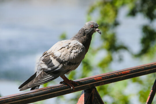 Close-up of perched pigeon