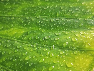 Fresh green leaf with drops of water. Big plant leaf after rain