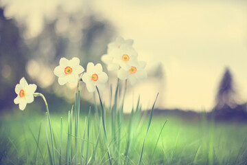 spring or summer flower garden background