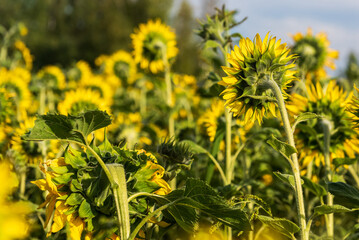 Blooming sunflowers in a field in sunny summer day.
