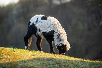 wild black and white goat in the wild