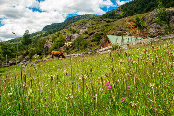 rice field in the mountains