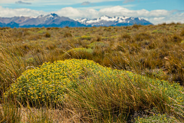 Yellow and green grass in the mountains