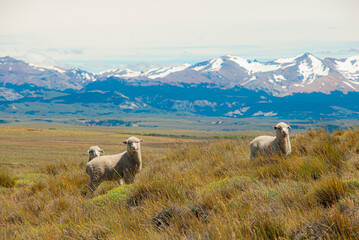 sheep in the mountains in Patagonia - obrazy, fototapety, plakaty