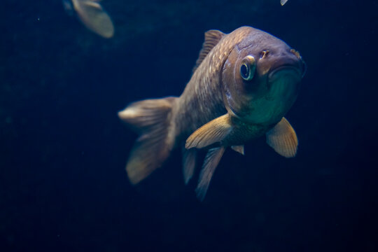 Underwater photo of Prussian carp, the freshwater fish