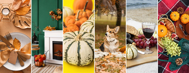 Fototapeta na wymiar Beautiful collage for Thanksgiving Day celebration with dog and pumpkins