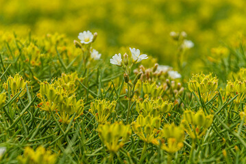 field of yellow and withe flowers