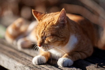 Orange Tabby Cat Squinting and Resting in Warm Sun
