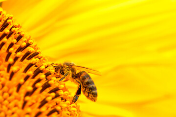 Honey bee on a sunflower flower, close-up, selective focus.
