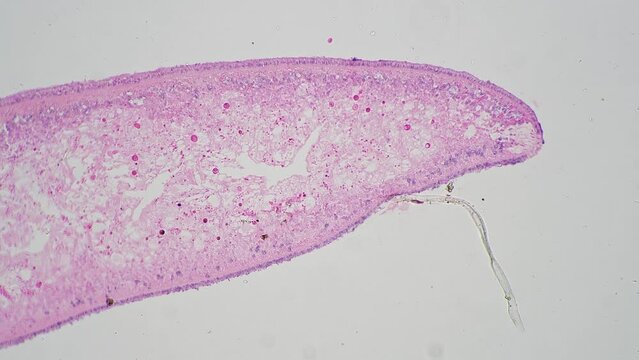 Microscopic footage of Planaria in transversal section 100x filmed on bright field. Macro view of flatworm cut and magnified for scientific research in the lab. Parasite body prepared for experiment