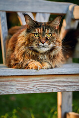 Huge noble Maine coon cat lies impressively on white bench in the garden and looks at the camera.
