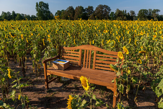 Blooming sunflowers in a field in sunny summer day. A bench for taking photos and a donation box for Ukraine.