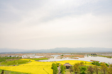 Fototapeta na wymiar 新潟　福島潟と菜の花畑