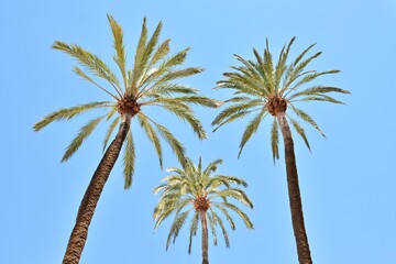 Tres palmeras vistas desde abajo con el fondo azul del cielo