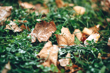 autumn leaves on the grass, first snow, winter is coming